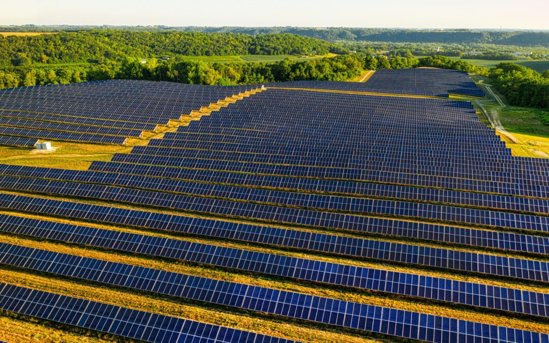 Why Weeds Affect Your Solar Farm and How to Prevent It