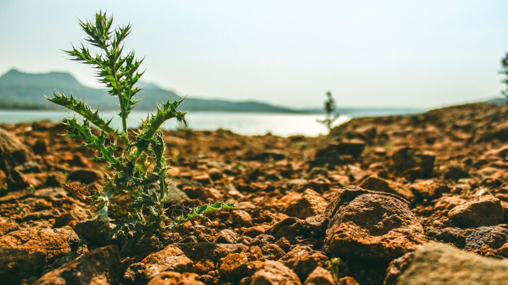 Vegetation