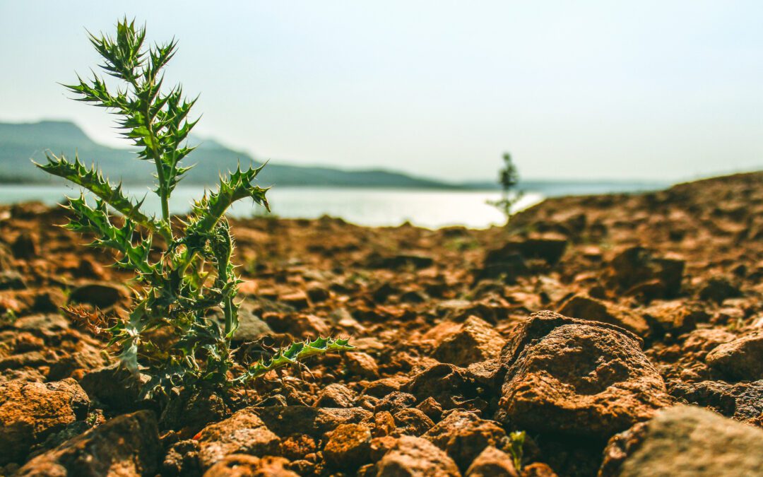 How Land Maintenance Impacts Property Value