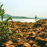 Vegetation